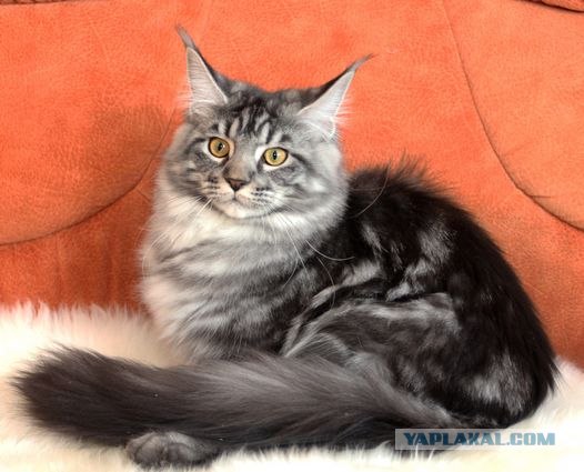 Котовторник 20.03.2012
