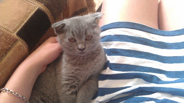 Котовторник 10. 07. 2012