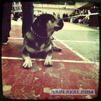 Собакочетверг