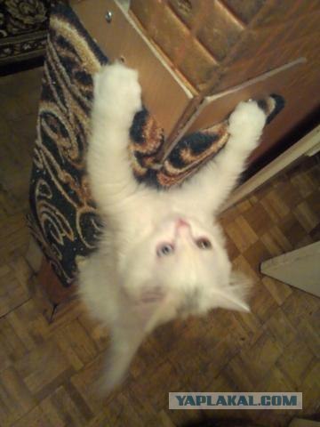 Котовторник 11.09.2012