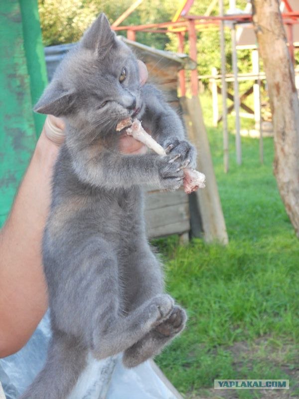 Котовторник 30.10.2012