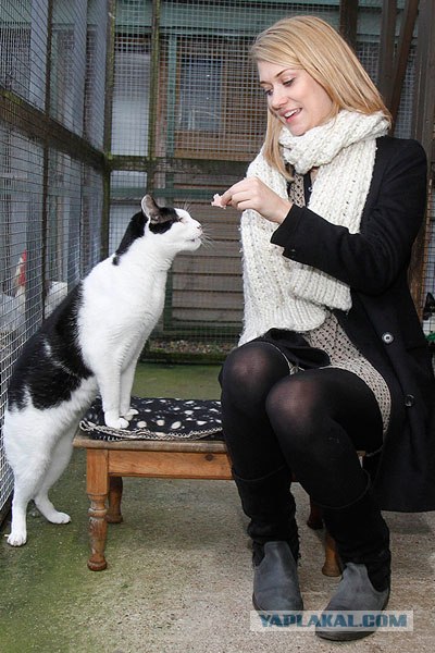 Котэ в кредит