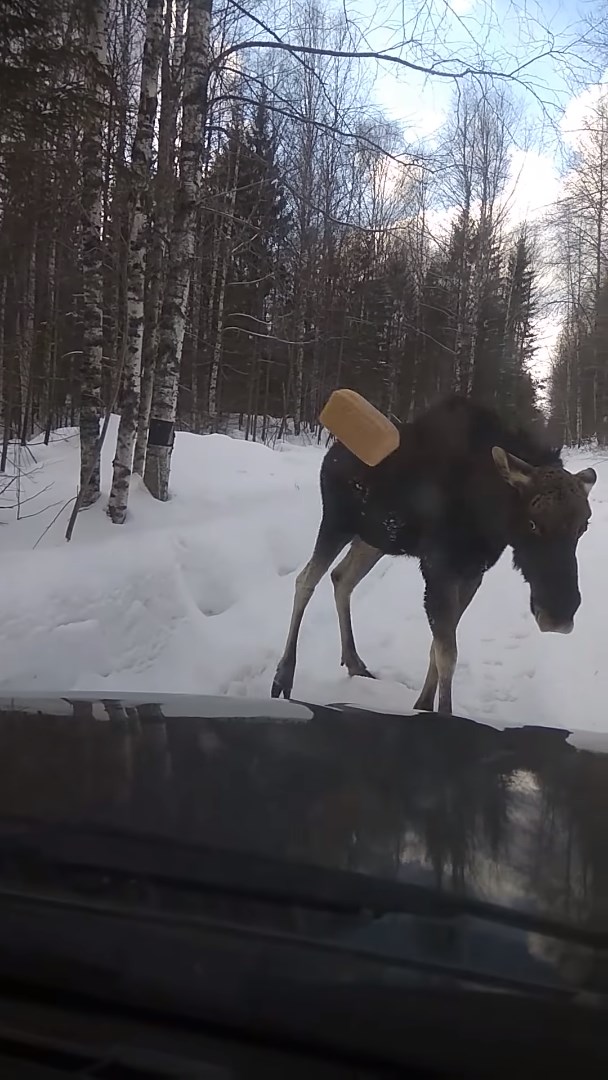Суровый удмуртский лось))