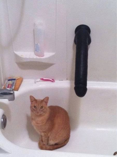 Котомемы