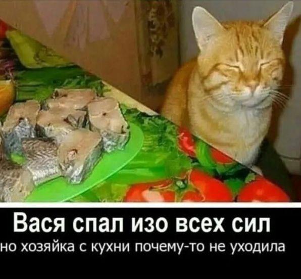 Картинки с надписями и котами