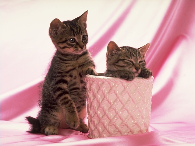 Погладь кота.