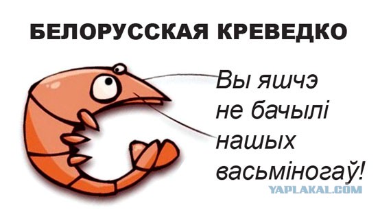 Поговорим о белорусских креветках