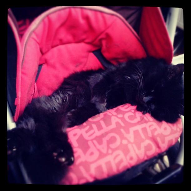 Котовторник  07.05.2013