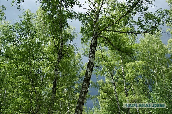 Лето в банках от FrauMartа)), Консервируем...