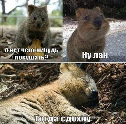 Адам