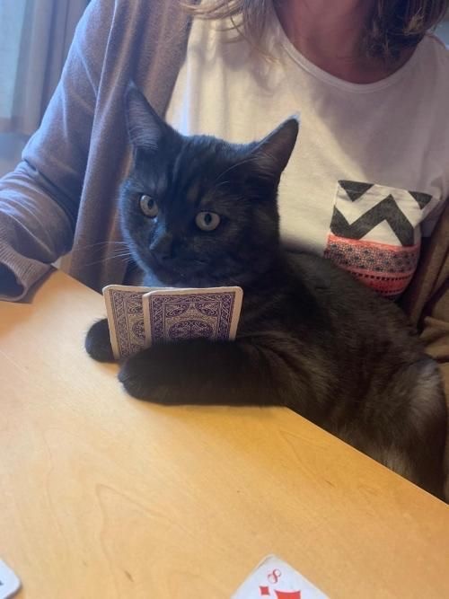 Кот