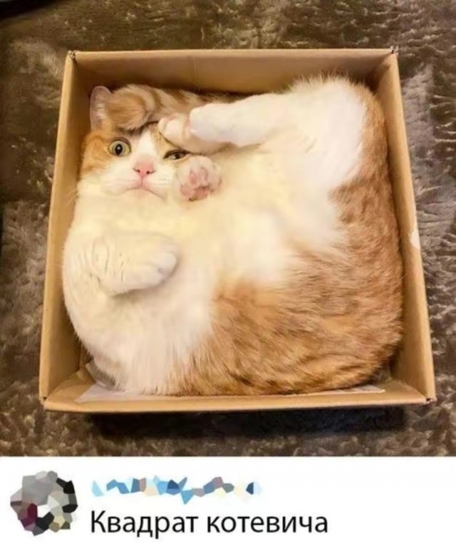 К котовторнику: подборка картинок-баянов с котиками и про котиков. Выпуск 26.