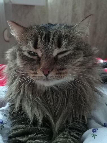 Завёл кота на пол седьмого⁠⁠