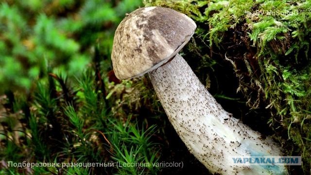 В Подмосковье ввели штрафы до 200 тыс. рублей за сбор и продажу краснокнижных грибов
