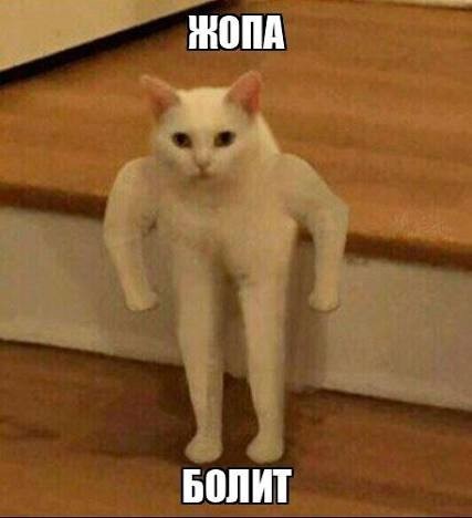 Котовторник проебали