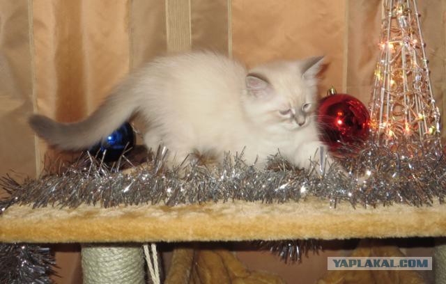 Котовторник  28.01.14