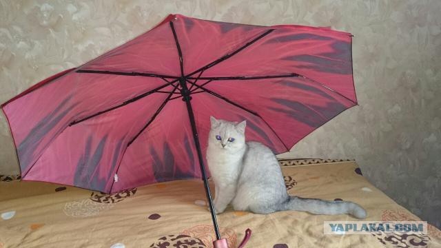 С Котовторником!