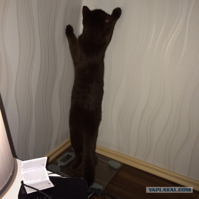 Котовторник 27.5.2014