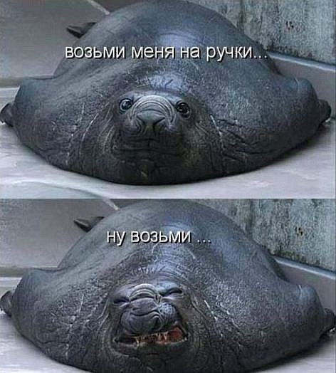 Забавные картинки и комменты из соцсети