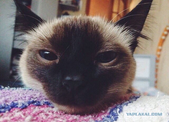 Котовторник 26.08.14.