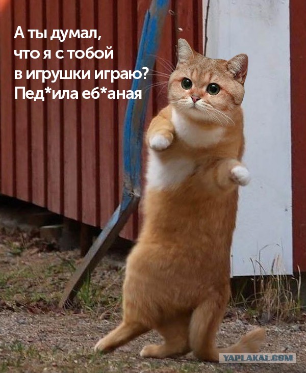Жил-был кот