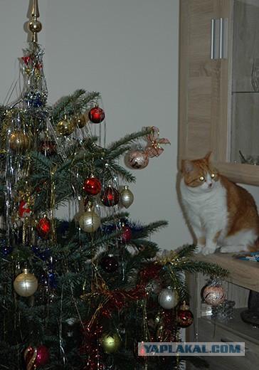 Новый год с котом Антоном