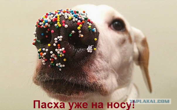 Немного о Пасхе от мусульманина