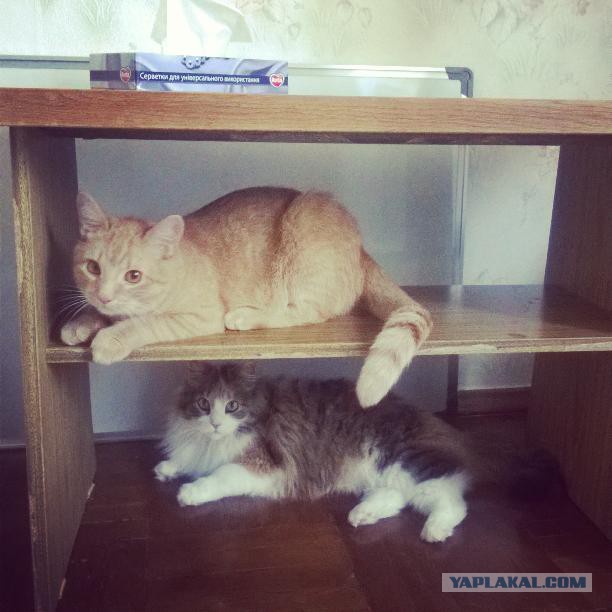Котовторник  10.05.2016