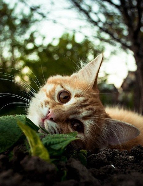Мохнатые беспредельщики