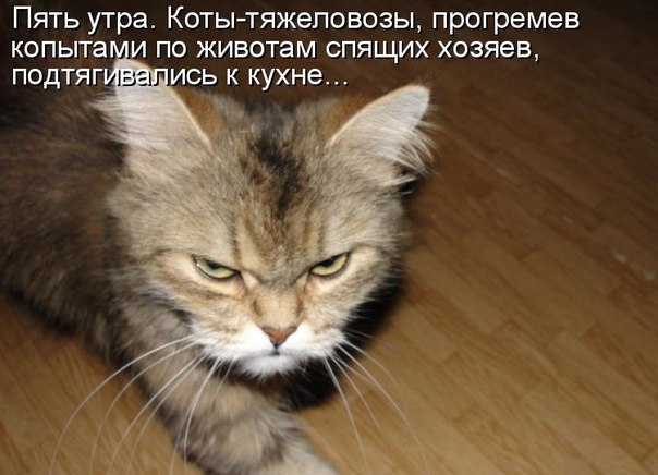 Мохнатые беспредельщики