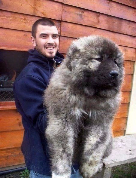 Прикольные животные