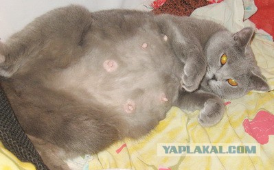 Про кошку и говно.