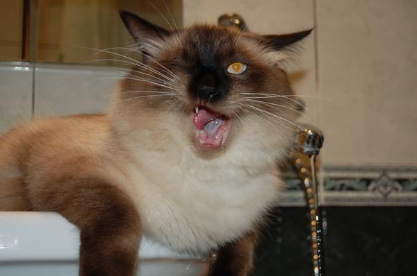 Коты и Кошки