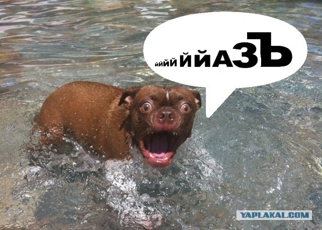 Жабельный собакен