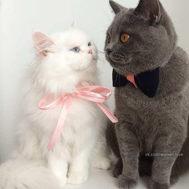 Коты и Кошки