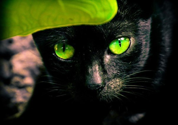 Коты и Кошки
