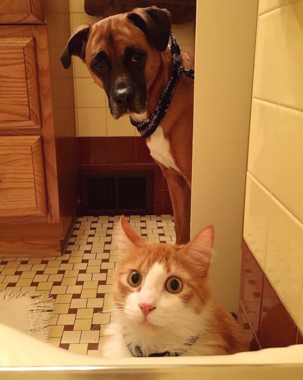 Коты и Кошки