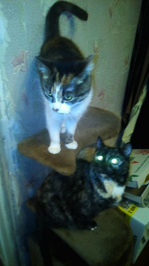 Котовторник  19.12.2017