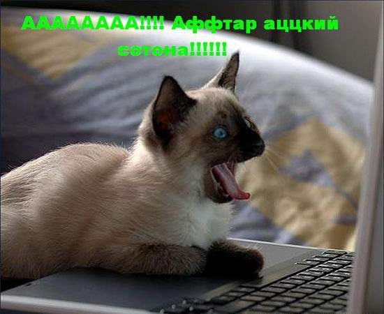 Прикольные коты на среду! ОЧЕНЬ МНОГО!