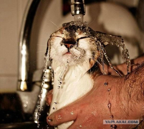 Котовторник  на  ЯПлакалъ