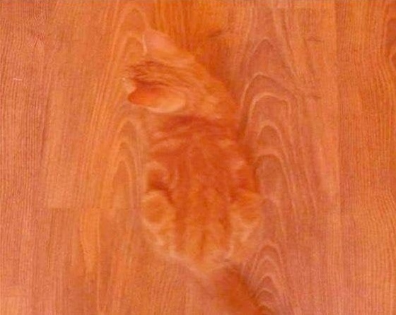 Прикольных котов пост
