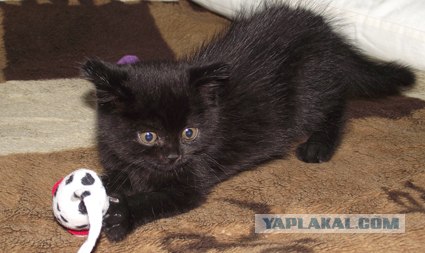 Десантный котовторник