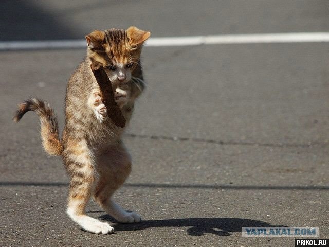 Кровавая борьба двух хищников