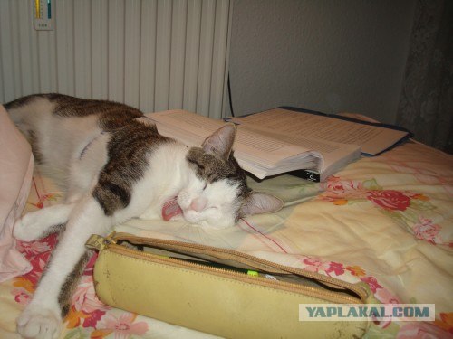 Котовторник (14.02.2012)
