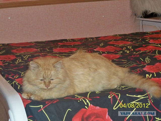 Котовторник 30.10.2012