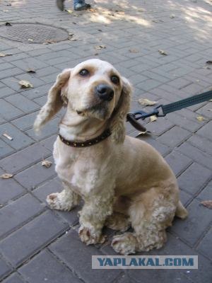 Собакочетверг 10.01.2013