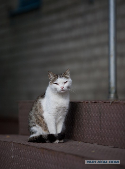Отданные даром. К котовторнику