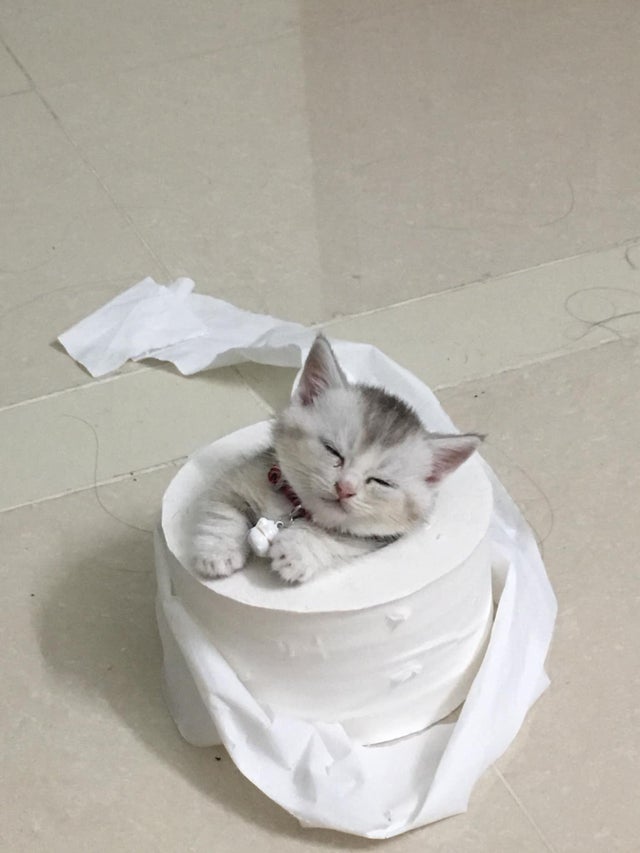 Эти забавные животные