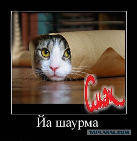 Фотожаба: ТВ программа