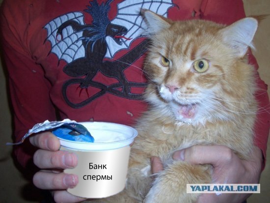 Отжабте моего кота